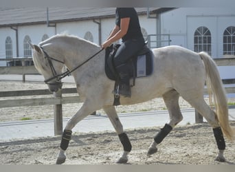 Koń andaluzyjski, Klacz, 11 lat, 160 cm, Siwa