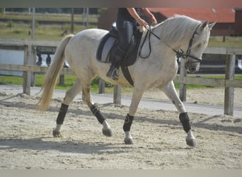 Koń andaluzyjski, Klacz, 11 lat, 160 cm, Siwa
