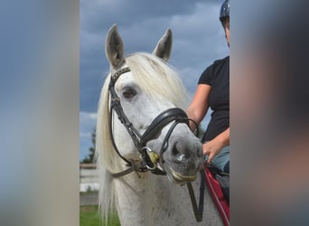 Koń andaluzyjski, Klacz, 11 lat, 160 cm, Siwa