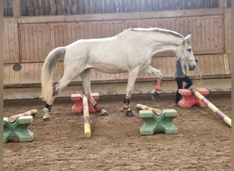 Koń andaluzyjski, Klacz, 11 lat, 170 cm, Siwa