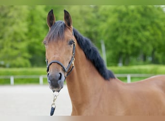 Koń andaluzyjski, Klacz, 11 lat