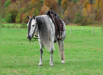 Koń andaluzyjski, Klacz, 11 lat, Siwa jabłkowita