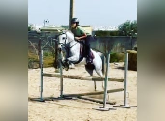 Koń andaluzyjski, Klacz, 12 lat, 145 cm, Siwa jabłkowita