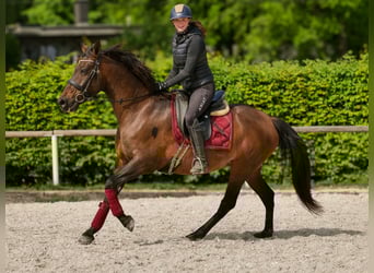 Koń andaluzyjski, Klacz, 12 lat, 150 cm, Gniada