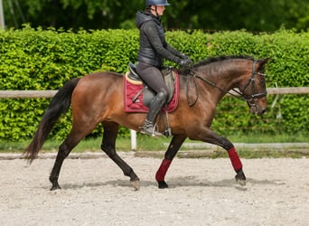 Koń andaluzyjski, Klacz, 12 lat, 150 cm, Gniada