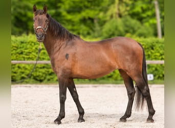 Koń andaluzyjski, Klacz, 12 lat, 150 cm, Gniada