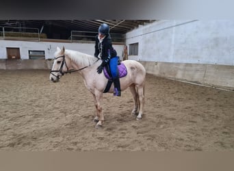 Koń andaluzyjski, Klacz, 12 lat, 154 cm, Izabelowata