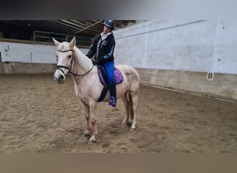 Koń andaluzyjski, Klacz, 12 lat, 154 cm, Izabelowata