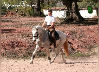 Koń andaluzyjski, Klacz, 12 lat, 156 cm, Siwa