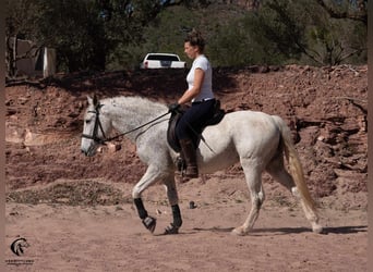 Koń andaluzyjski, Klacz, 12 lat, 156 cm, Siwa