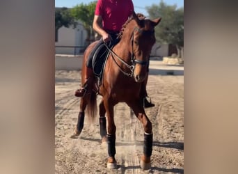 Koń andaluzyjski, Klacz, 12 lat, 158 cm, Kasztanowata