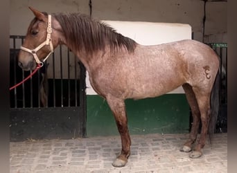 Koń andaluzyjski, Klacz, 12 lat, 158 cm, Kasztanowatodereszowata