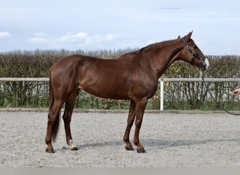 Koń andaluzyjski, Klacz, 12 lat, 162 cm, Kasztanowata
