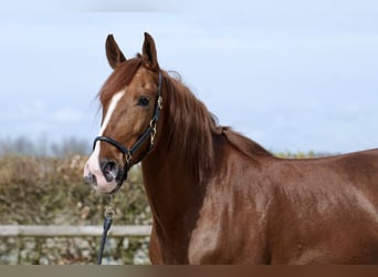 Koń andaluzyjski, Klacz, 12 lat, 162 cm, Kasztanowata