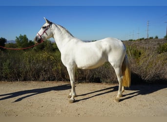 Koń andaluzyjski, Klacz, 12 lat, 163 cm, Biała
