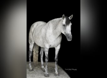 Koń andaluzyjski Mix, Klacz, 13 lat, 152 cm, Siwa