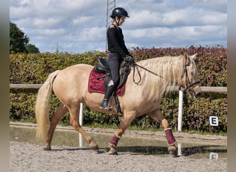 Koń andaluzyjski, Klacz, 13 lat, 155 cm, Izabelowata