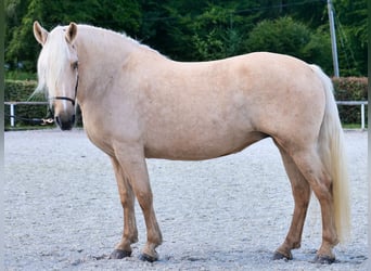 Koń andaluzyjski, Klacz, 13 lat, 155 cm, Izabelowata