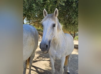 Koń andaluzyjski, Klacz, 13 lat, 159 cm, Siwa jabłkowita