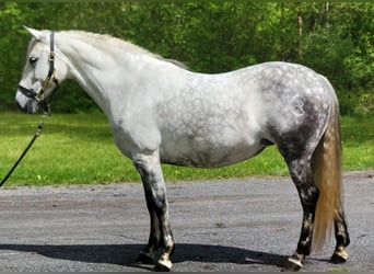 Koń andaluzyjski, Klacz, 13 lat, Siwa