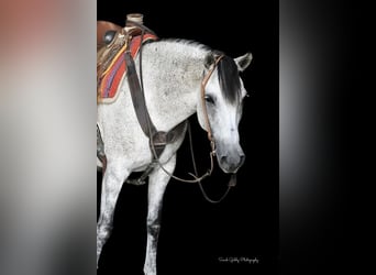 Koń andaluzyjski Mix, Klacz, 14 lat, 152 cm, Siwa