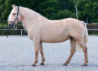 Koń andaluzyjski, Klacz, 14 lat, 155 cm, Izabelowata