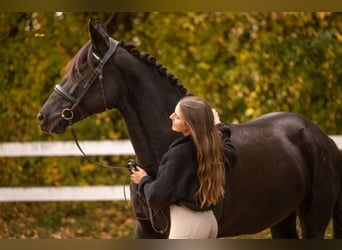 Koń andaluzyjski Mix, Klacz, 14 lat, 155 cm, Kara