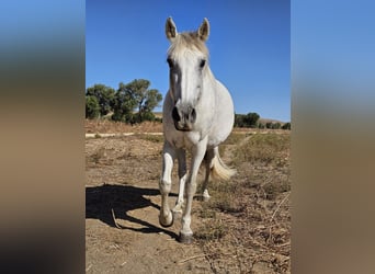 Koń andaluzyjski, Klacz, 14 lat, 159 cm, Siwa jabłkowita