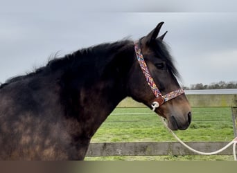 Koń andaluzyjski, Klacz, 14 lat, 163 cm, Ciemnogniada