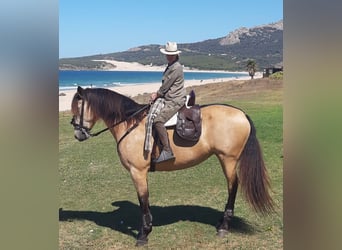 Koń andaluzyjski, Klacz, 14 lat, 176 cm, Bułana