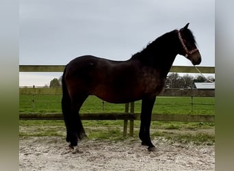 Koń andaluzyjski, Klacz, 15 lat, 163 cm, Ciemnogniada