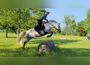 Koń andaluzyjski, Klacz, 15 lat, Siwa