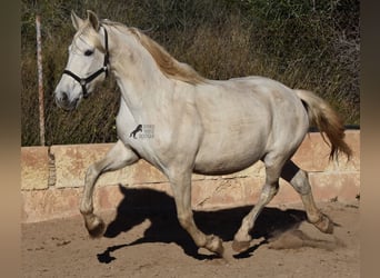 Koń andaluzyjski, Klacz, 16 lat, 163 cm, Siwa