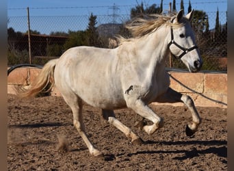 Koń andaluzyjski, Klacz, 16 lat, 163 cm, Siwa