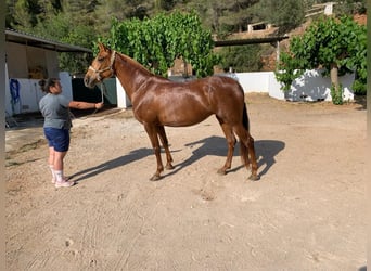 Koń andaluzyjski, Klacz, 16 lat, 164 cm, Kasztanowata