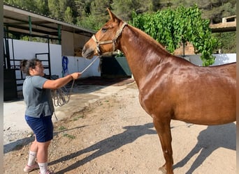 Koń andaluzyjski, Klacz, 16 lat, 164 cm, Kasztanowata