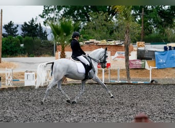 Koń andaluzyjski Mix, Klacz, 16 lat, 169 cm, Siwa