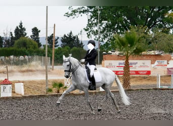 Koń andaluzyjski Mix, Klacz, 16 lat, 169 cm, Siwa