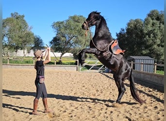 Koń andaluzyjski, Klacz, 17 lat, 157 cm, Skarogniada