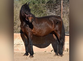 Koń andaluzyjski, Klacz, 18 lat, 156 cm, Gniada