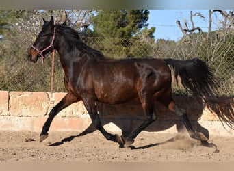Koń andaluzyjski, Klacz, 18 lat, 156 cm, Gniada