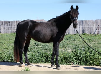 Koń andaluzyjski, Klacz, 18 lat, 157 cm, Skarogniada