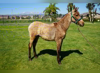 Koń andaluzyjski, Klacz, 1 Rok, 142 cm, Jelenia