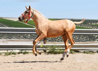 Koń andaluzyjski, Klacz, 1 Rok, 147 cm, Izabelowata