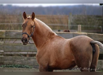 Koń andaluzyjski, Klacz, 1 Rok, 150 cm, Izabelowata