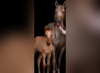 Koń andaluzyjski, Klacz, 1 Rok, 155 cm, Formy Brown Falb