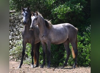 Koń andaluzyjski, Klacz, 1 Rok, 155 cm, Siwa
