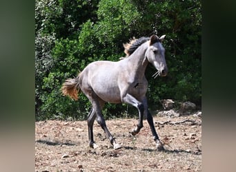 Koń andaluzyjski, Klacz, 1 Rok, 155 cm, Siwa