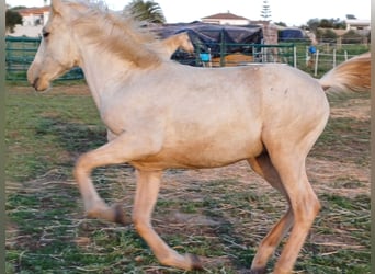 Koń andaluzyjski, Klacz, 1 Rok, 156 cm, Izabelowata