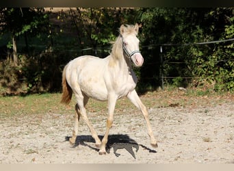 Koń andaluzyjski, Klacz, 1 Rok, 160 cm, Cremello
